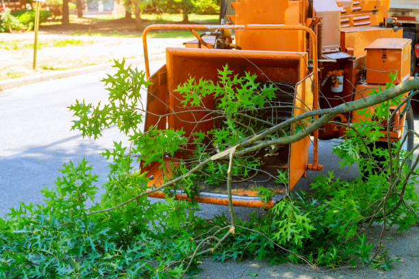 Trusted Ninnekah, OK Tree Removal Experts