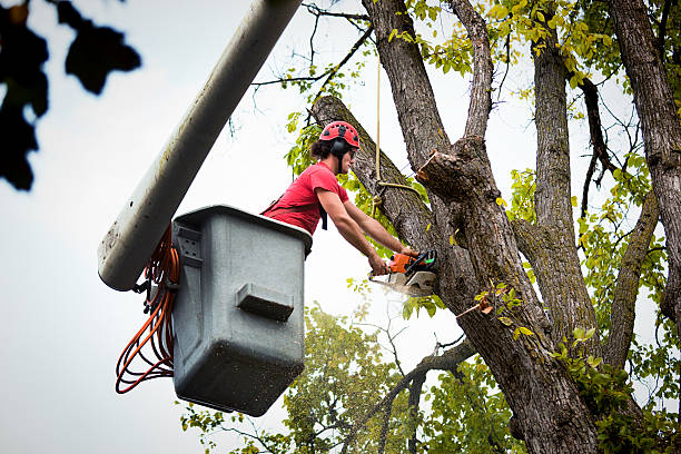 How Our Tree Care Process Works  in  Ninnekah, OK